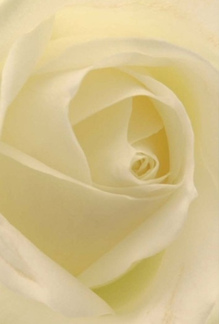 With a gaze drawn close, this classic white rose becomes a canvas of tranquility, its petals blending in elegant layers of white and cream. The composition is serene-evoking the quiet sophistication found along Purley's gracious residential streets and the manicured greenspaces of nearby parks. Filtered light seems to glow from within the bloom, highlighting each petal's soft, flawless edge and suggesting purity at its spiralled core. This image brings to mind the artistry one sees at wedding celebrations hosted in Purley's cherished venues or as centerpieces at heartfelt family gatherings. Each nuance of colour and hint of shadow tells a story-one of resilience, quiet hope, and natural beauty. With every arrangement, Flowers Purley puts forth a bouquet capable of expressing whatever feeling needs to be shared, whether joy, apology, or remembrance. The gentle, clean scent that seems to rise from the rose supplies lasting comfort, making it a cherished touch in moments where words fall short, delivered with care throughout the Purley community.